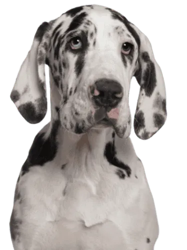 Deutsche Dogge