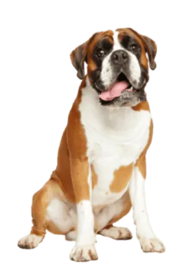 Deutscher Boxer
