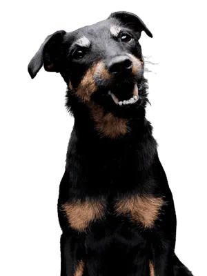 Deutscher Jagdterrier