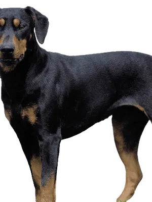 Deutscher Pinscher