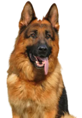 Deutscher Schäferhund