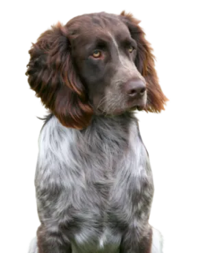 Deutscher Wachtelhund