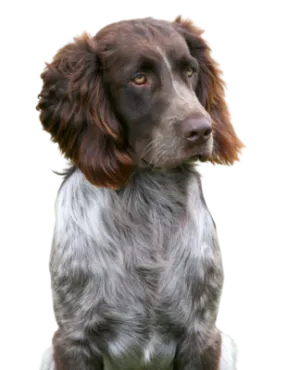 Deutscher Wachtelhund