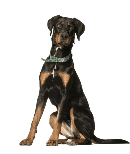 Dobermann Bild 4