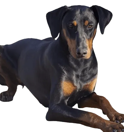 Dobermann - Gesundheit