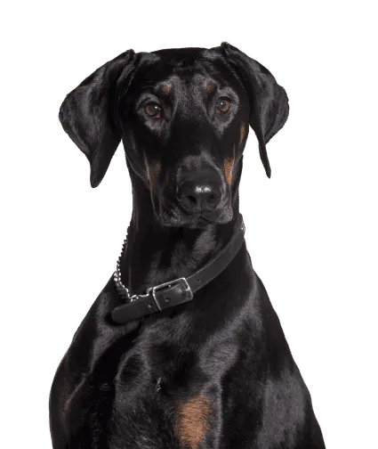 Dobermann 7