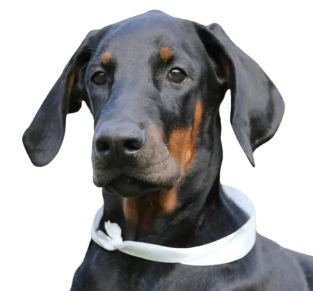 Close up photo of a Doberman