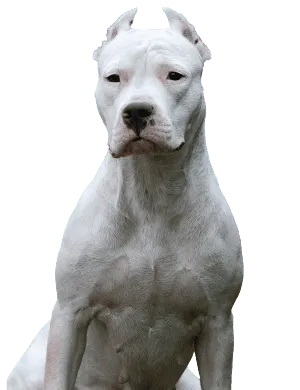 Dogo Argentino