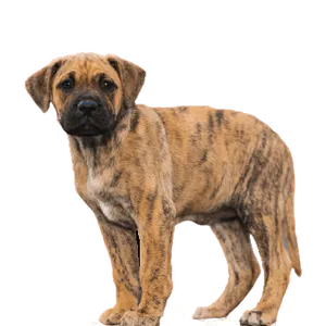 Dogo Canario Puppy