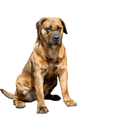 Dogo Canario 3