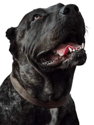 Dogo Canario Profile