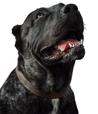 Dogo Canario Profile