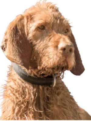 Drahthaariger Ungarischer Vorstehhund