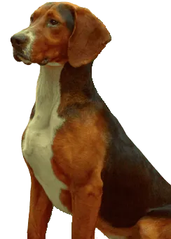 Dreifarbiger Serbischer Laufhund