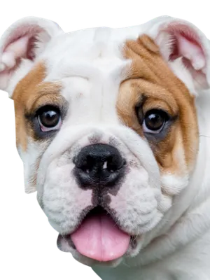 Englische Bulldogge Profile