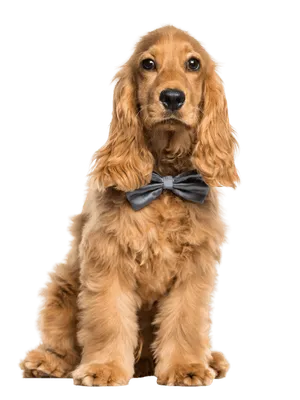 English Cocker Spaniel