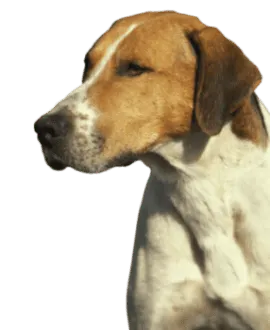 English Foxhound