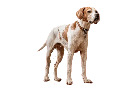 English Pointer (3)
