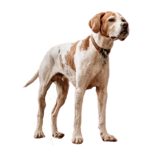 English Pointer (3)