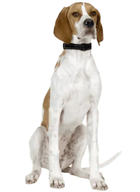 English Pointer (1)