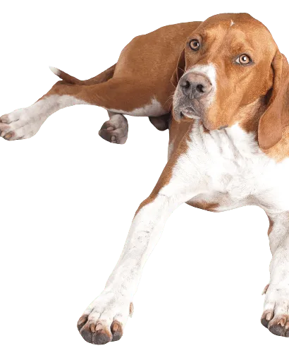 English Pointer (2)