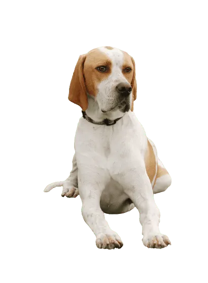 English Pointer (5)