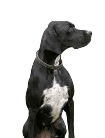 English Pointer (6)
