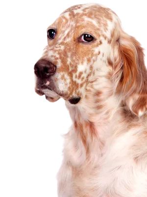 English Setter