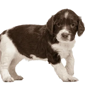 English Springer Spaniel (7)