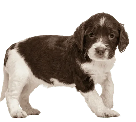 English Springer Spaniel (7)