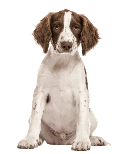 English Springer Spaniel (6)