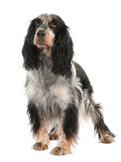 English Springer Spaniel (5)