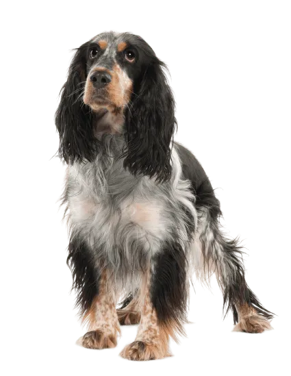 English Springer Spaniel (5)