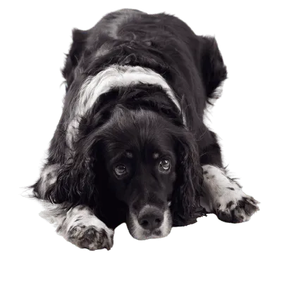 English Springer Spaniel (3)