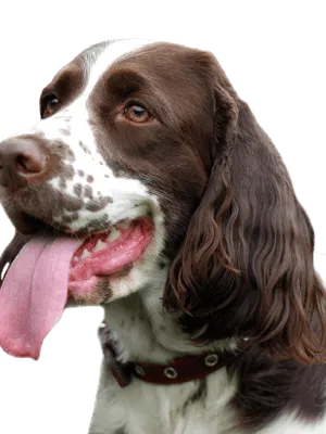 English Springer Spaniel (1)