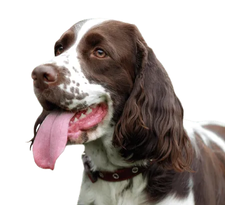 English Springer Spaniel (1)