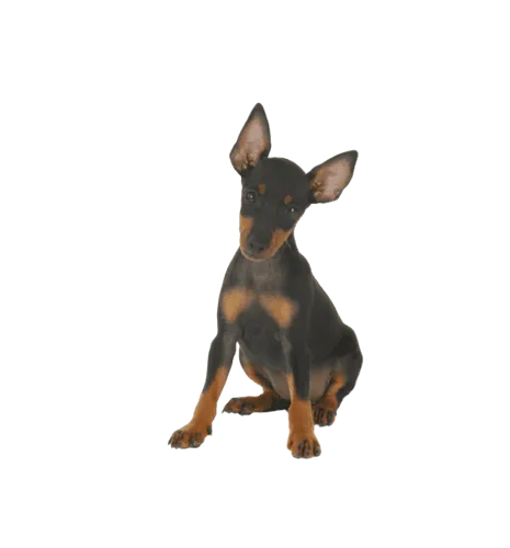 English Toy Terrier Bild 2