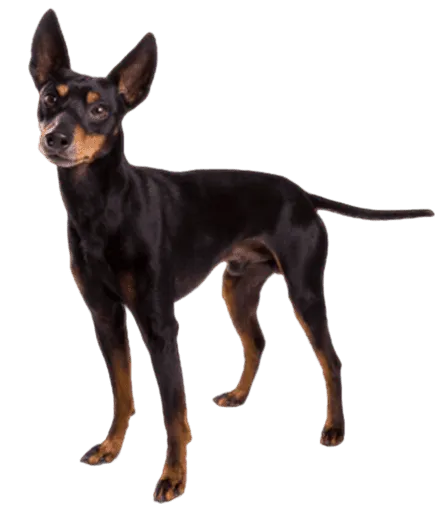 English Toy Terrier