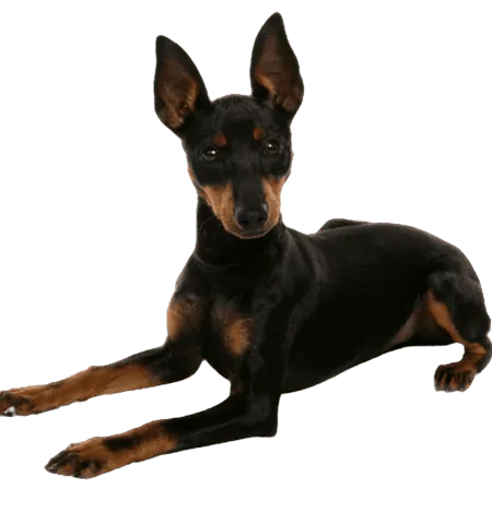 English Toy Terrier