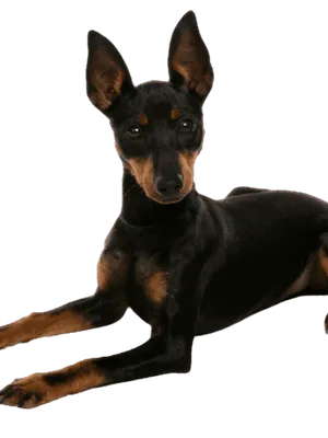 English Toy Terrier