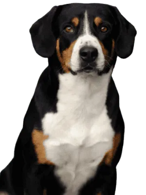 Entlebucher Sennenhund