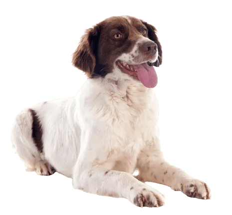 Epagneul Français puppy
