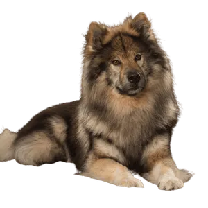 Eurasier