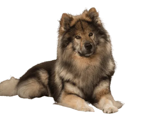 Eurasier