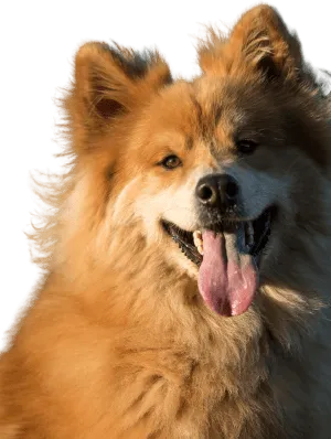 Eurasier