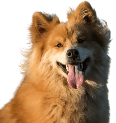 Eurasier