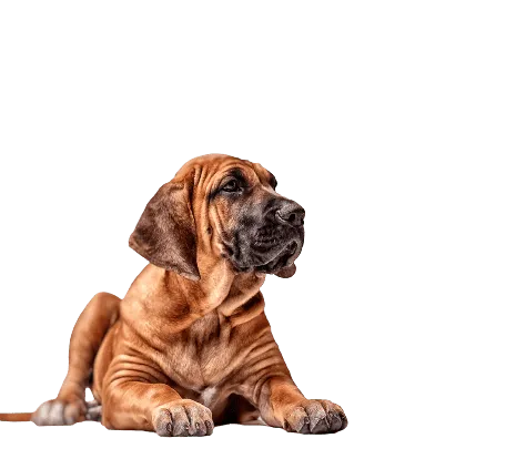 Fila Brasileiro (3)