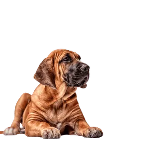 Fila Brasileiro (3)