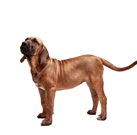 Fila Brasileiro (2)