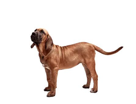 Fila Brasileiro (2)
